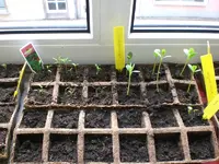 Gartenkinderstube1 002.webp