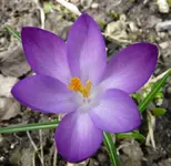 P1030274.webp