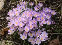 Kopie von Bild 006.webp