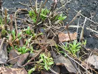 Gelenkblume 2.webp