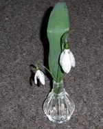 Schneeglöckchen (4).webp