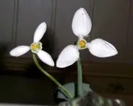 Schneeglöckchen (5).webp