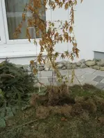148_4828.webp