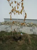 148_4827.webp
