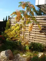 Aralia elata1.webp