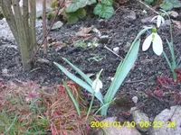 SA500179.webp