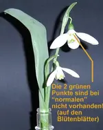Schneeglöckchen (8).webp