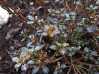 azalee japonica.webp