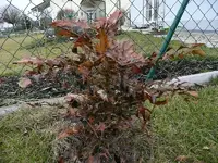 Mahonie vertrocknet2.webp