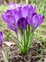 001.webp