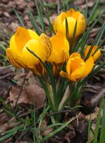 004.webp