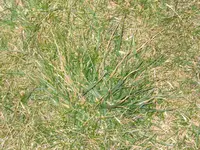 008.webp