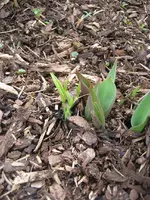 Garten09 005.webp