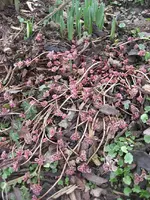 Garten09 006.webp