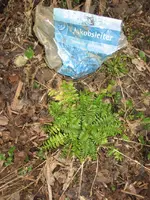 Garten09 008.webp