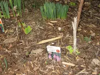 Garten09 009.webp