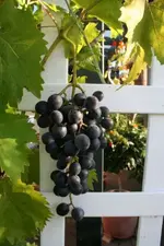 blauer Wein 300808_klein.webp