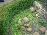 Hangbeet links nach Heckenschnitt_klein.webp