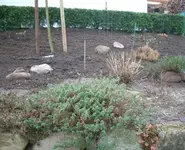 Hangbeet kahl_klein.webp