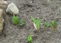 Tulpen Hangbeet_klein.webp