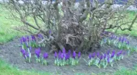 Krokuss1_klein.webp