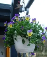 Frühlingsgruss Terrasse2_klein.webp