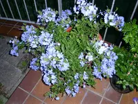PICT0361.webp