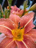 TAGLILIE_ORANGE_300x400.JPG.webp