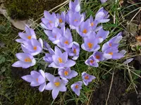 krokus2.webp