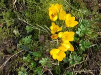 krokus3.webp
