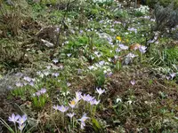 krokus4.webp