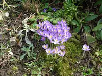 krokus5.webp