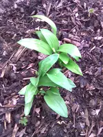 13032009_001.webp