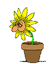 blumen020.gif