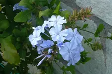 blüte plumbago.webp