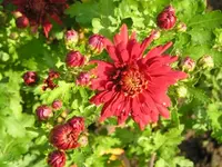 Winteraster.webp