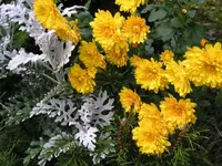 Winteraster 1.webp