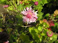Winteraster 2.webp