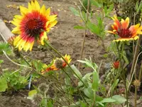 Kokardenblume.webp
