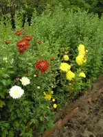 Chrysanthemen.webp