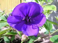 Tibouchina im Kübel.webp