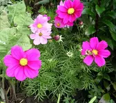 Cosmea (1).webp