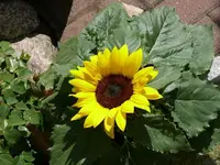 k-P1010345.webp
