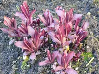 Phlox.webp