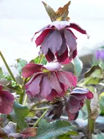 christrose blüte.webp