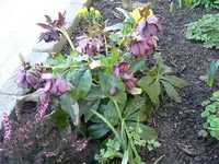 rote christrose.webp