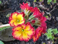 Primel.webp