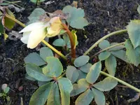 weiße Christrose.webp