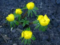 winterlinge.webp