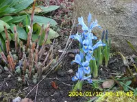 zwergiris 10.03.2009.webp